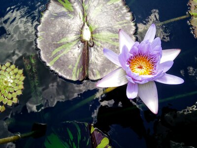 Water nature flower