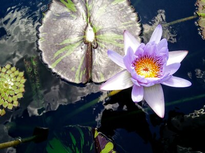 Water nature flower photo