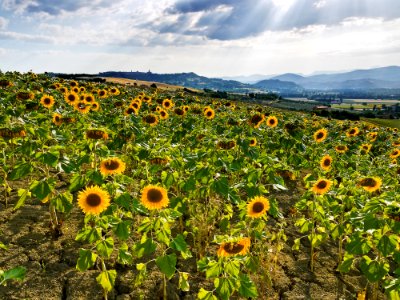 colline marchigiane