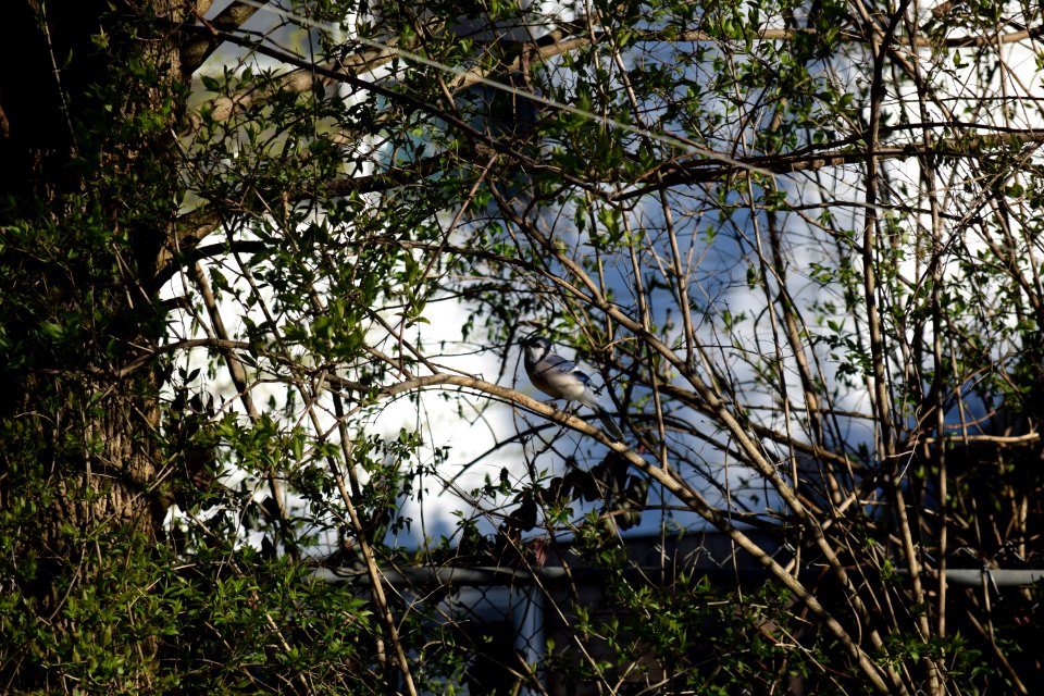 Bluejay, (bird) in bushes