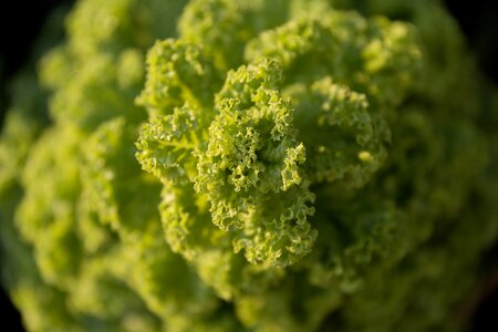 Garden healthy vitamins