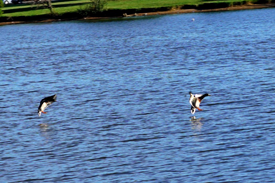 Ducks coming in for a landing.