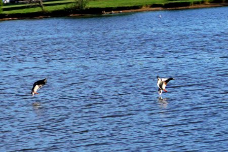 Ducks coming in for a landing. photo