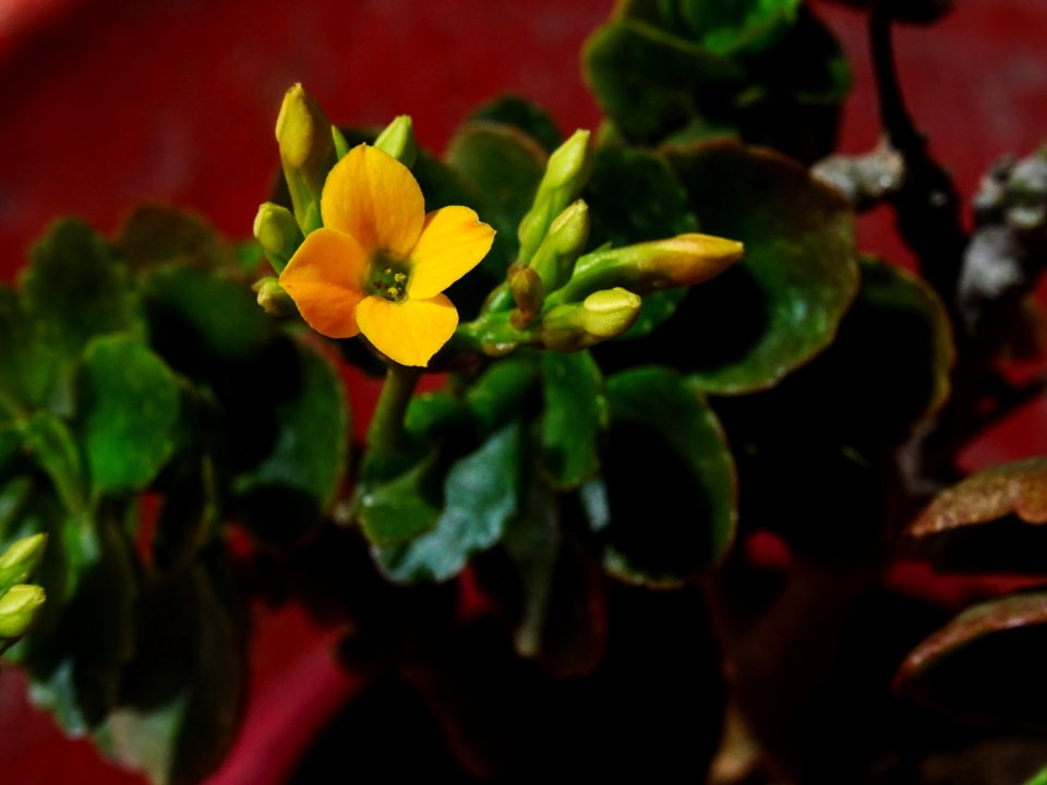 flaming Katy - Kalanchoe blossfeldiana