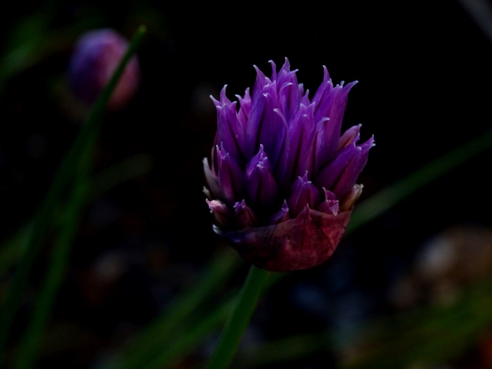 Flowering chive, Allium schoenoprasum