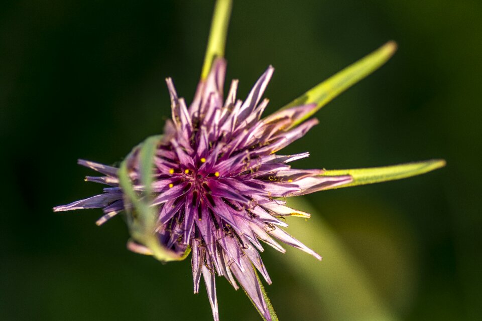 Spines purple flower plants