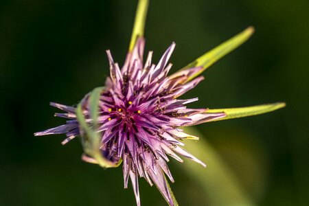 Spines purple flower plants