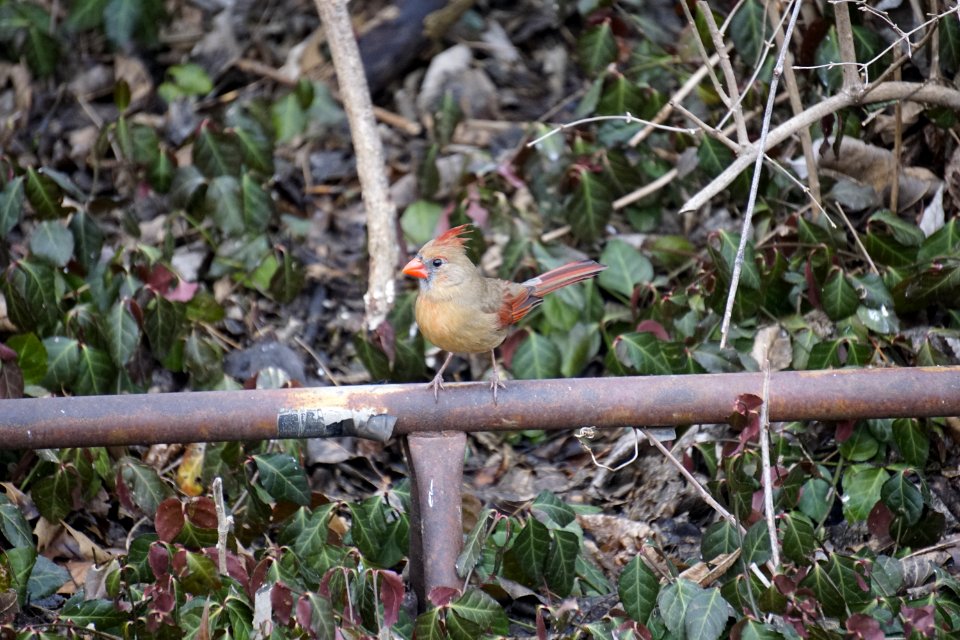 Female cardinal (bird)