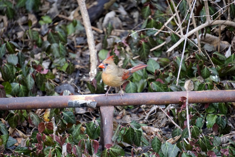 Female cardinal (bird) photo