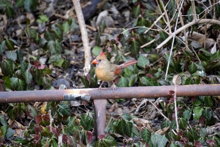 Female cardinal (bird) photo