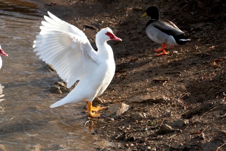 white Muscovy Duck with a red bill