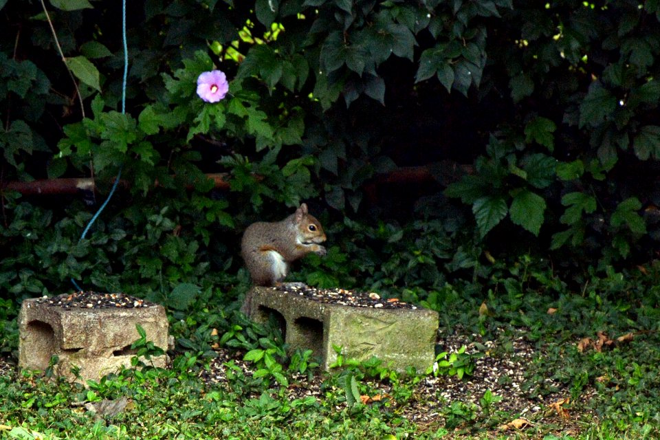Squirrel taken with high iso