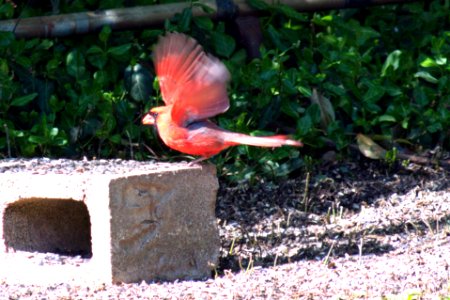 Red Bird cardinal photo