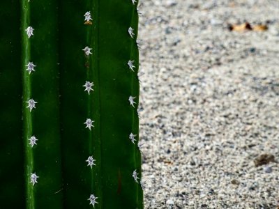 Cactus stem photo