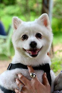 Pet dogs puppy pomeranian
