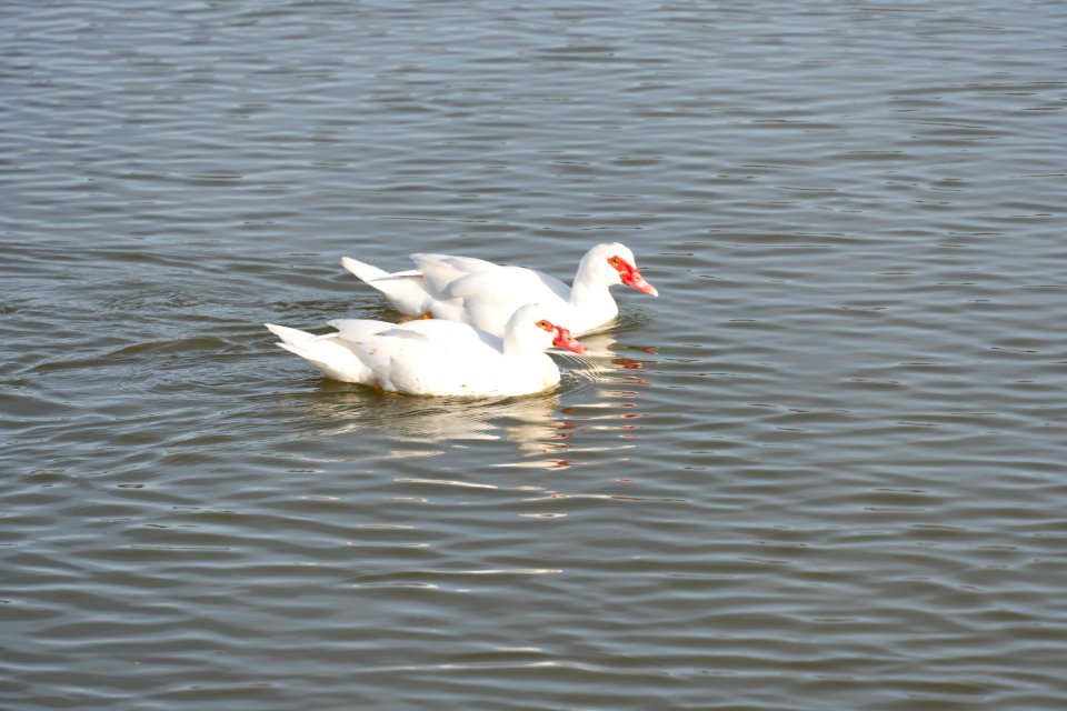 white Muscovy Duck with a red bill