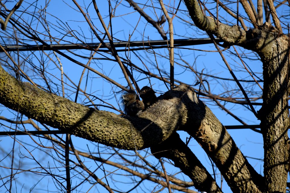 Squirrel in tree