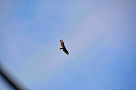 Turkey Vulture