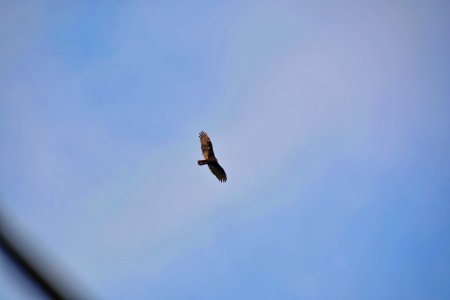 Turkey Vulture photo