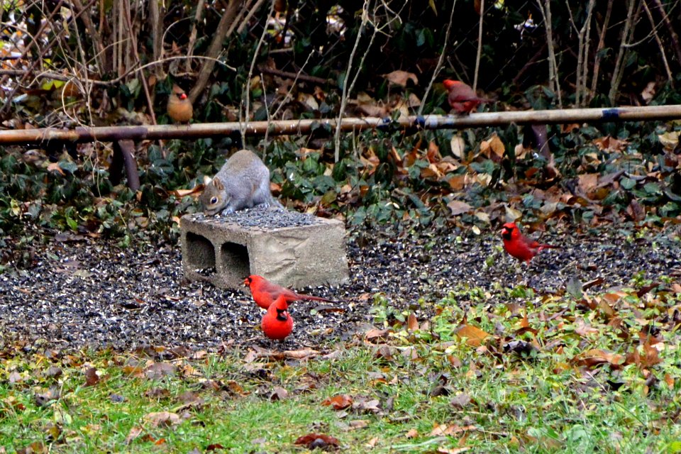 Squirrel, Cardinals, Nikon 1V2