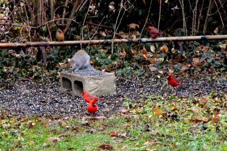 Squirrel, Cardinals, Nikon 1V2 photo