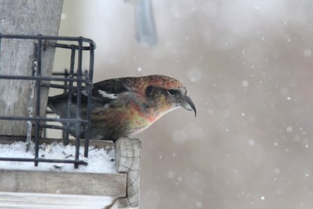 White-winged Crossbill, Sand Lake, MI, 19 Feb 2013