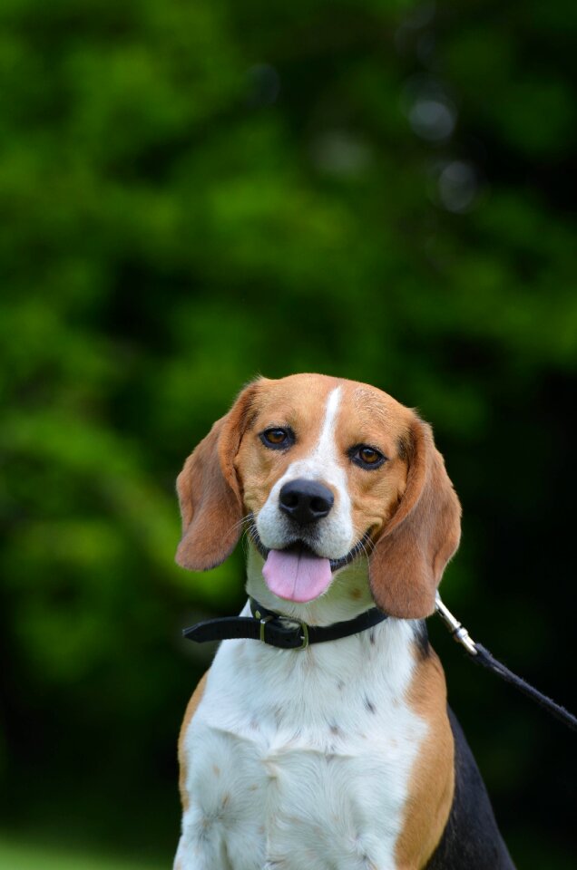 Portrait summer hunting dog