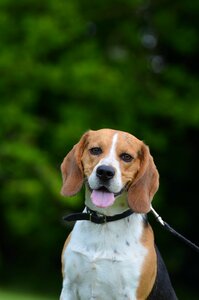Portrait summer hunting dog
