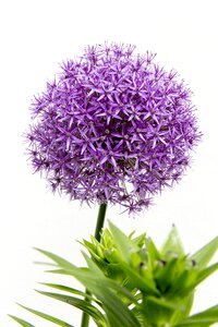 Close up purple plant photo