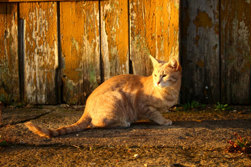 Evening light kitten fall color