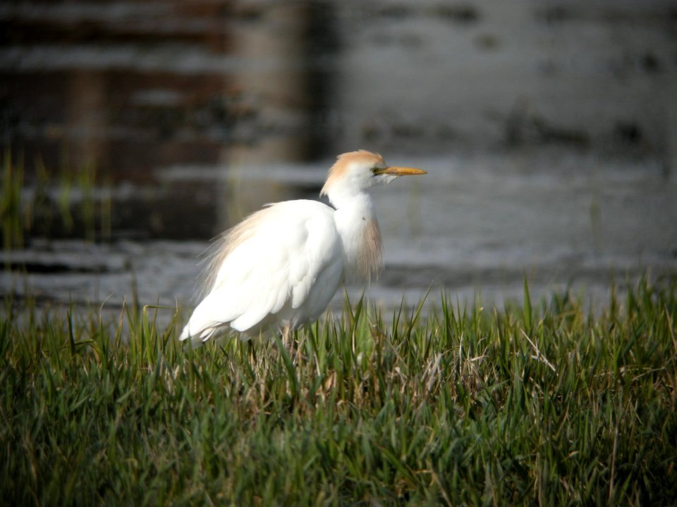 Cattle Egret, Wayland, MI, 17 April 2013