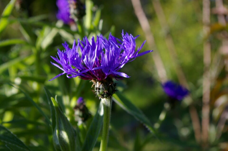 Flower summer purple