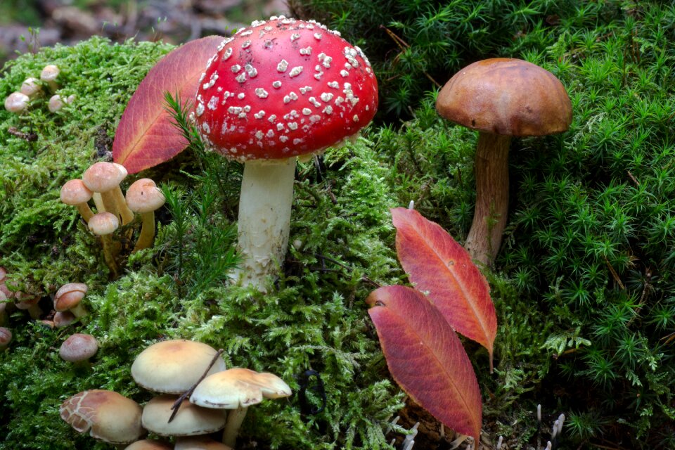 Moss fliegenpilz forest floor chestnut