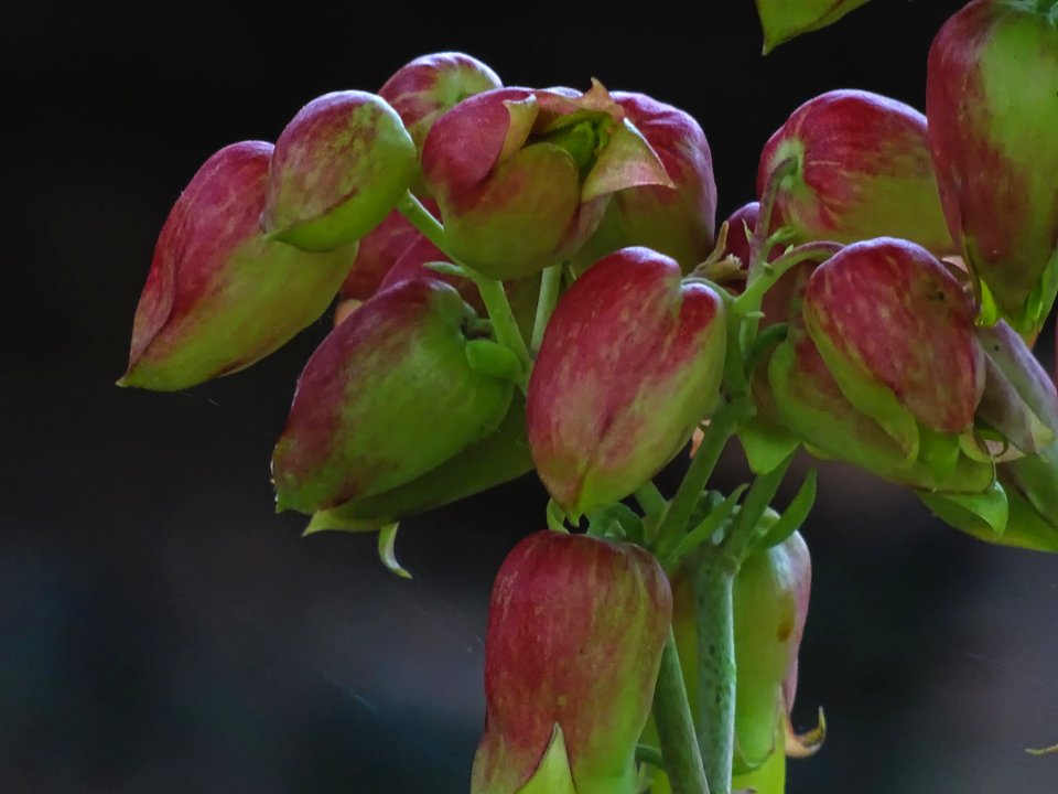 160126-Kalanchoe pinnata
