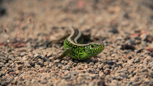 Animal nature reptile
