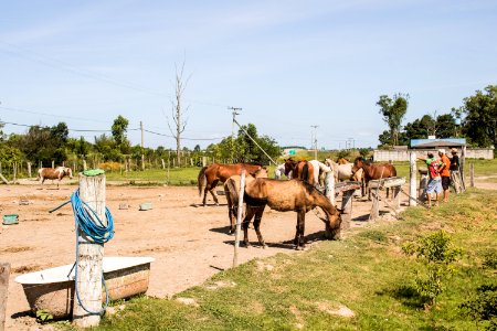 19.11.2019 - 5ª edição do projeto Adoção de cavalos - Foto Michel Corvello