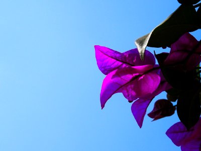 Bougainvillea, purple flower on a blue sky