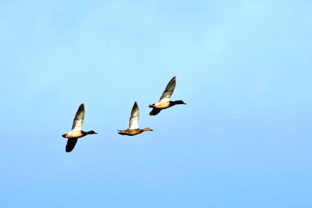 Ducks in flight photo