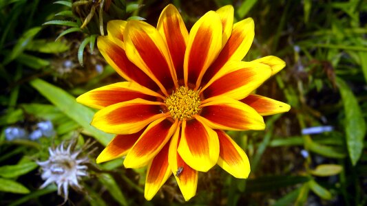Summer flower garden spring