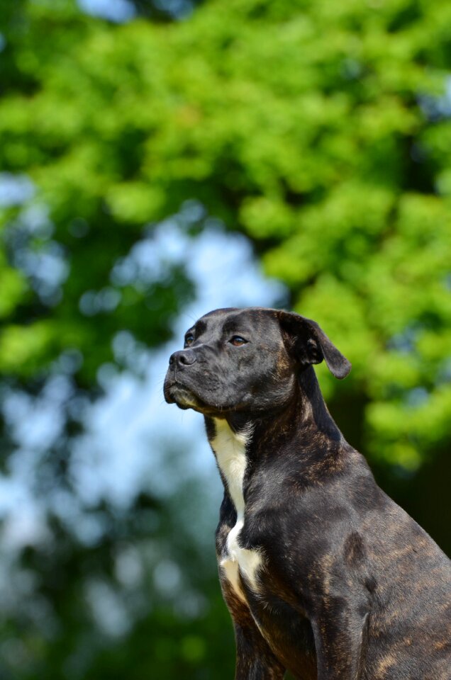 Dog brown medium