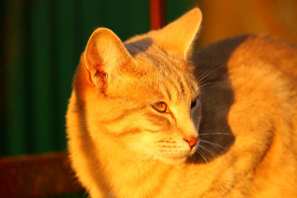 Evening light kitten fall color