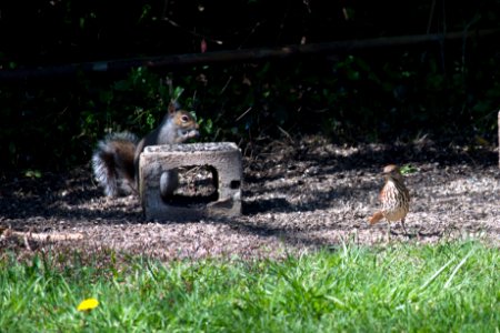 Squirrel and Brown trasher photo