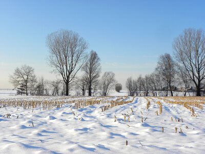 Wintry cornfield winter