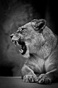 Angry roar fangs photo