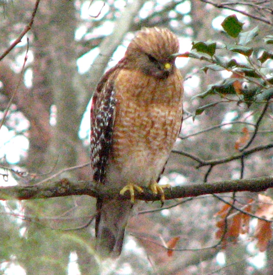 Red Shouldered Hawk