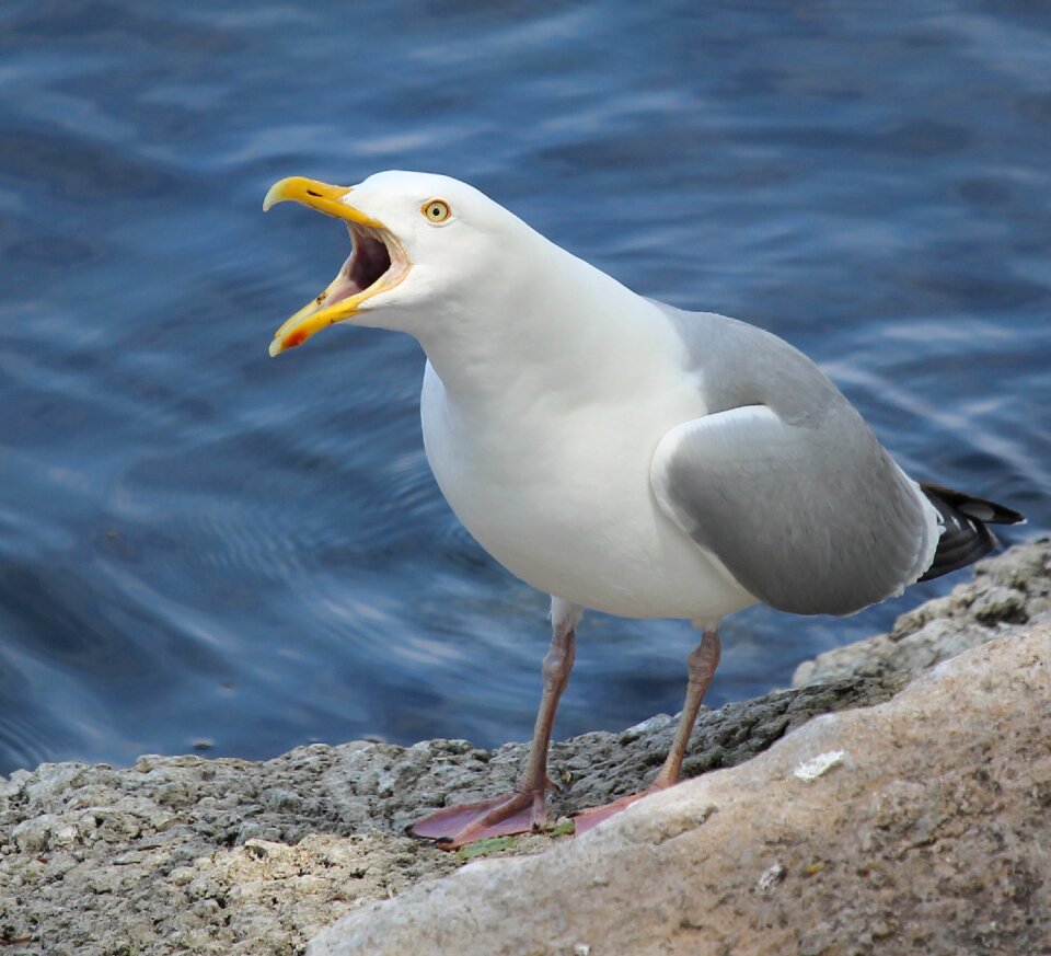 River bird nature