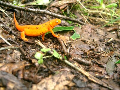 Orange amphibian appalachian trail