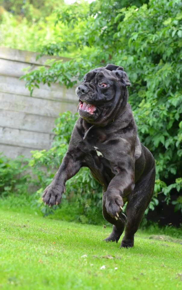 Bizarre big dog purebred dog