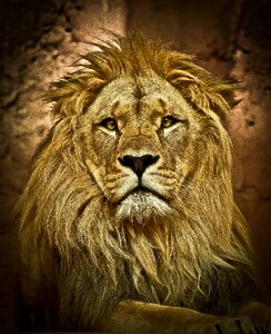 Africa lion's mane big cat