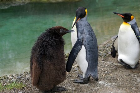 King penguin flightless young photo